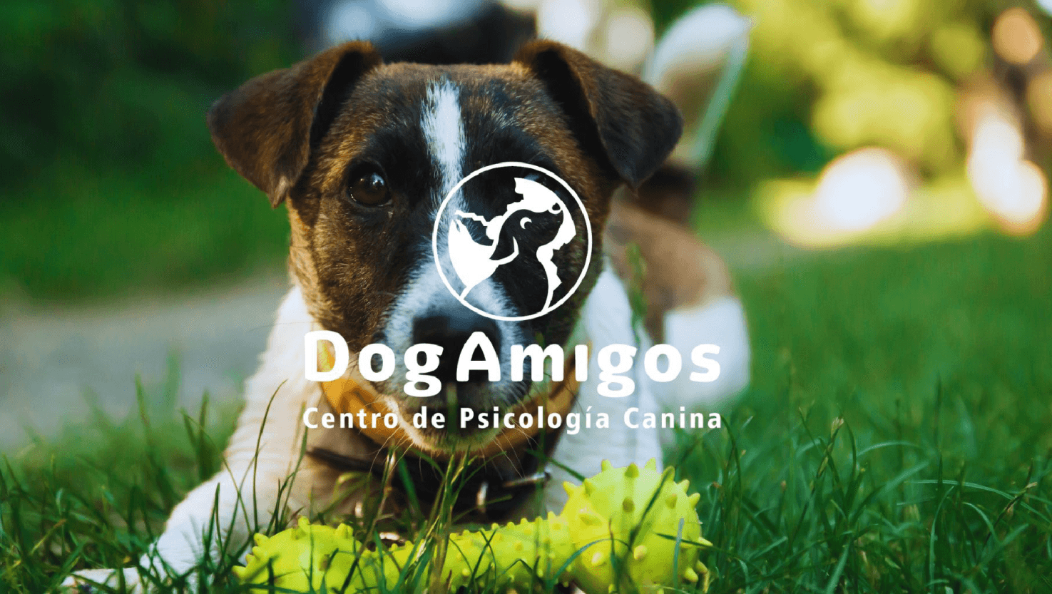 Imagen principal de DogAmigos | Logo & Identidad Visual